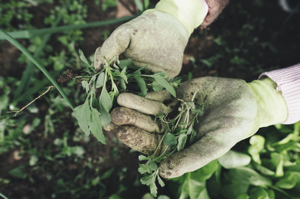 How to Start an Urban Homestead