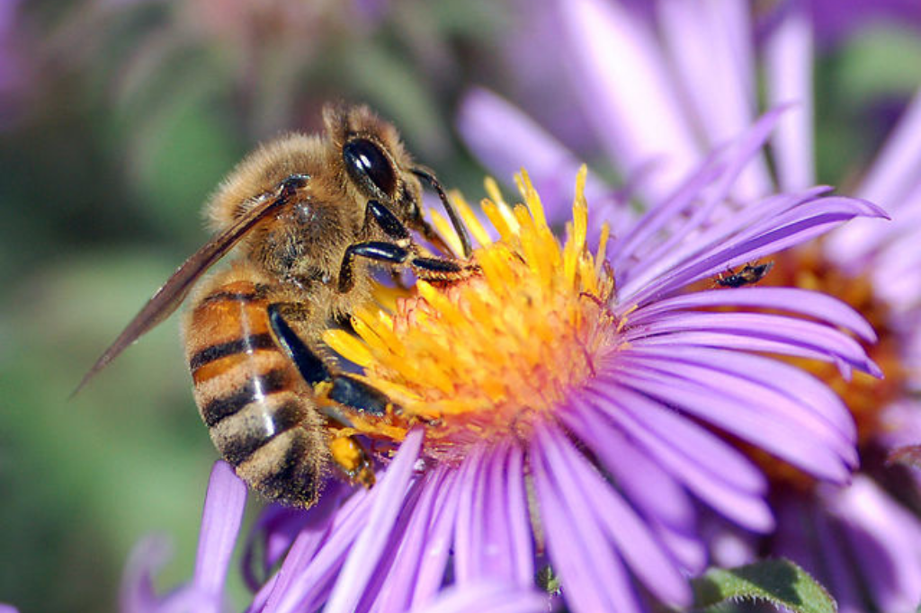 8 Ways to Help Bees at Home