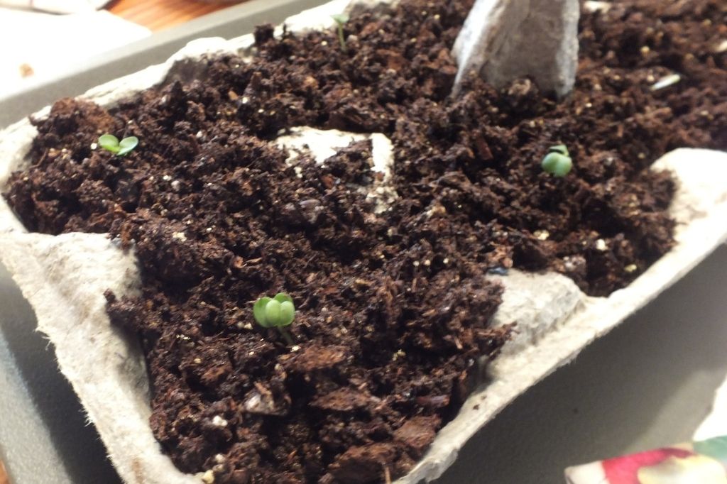 Germinating for Seedlings